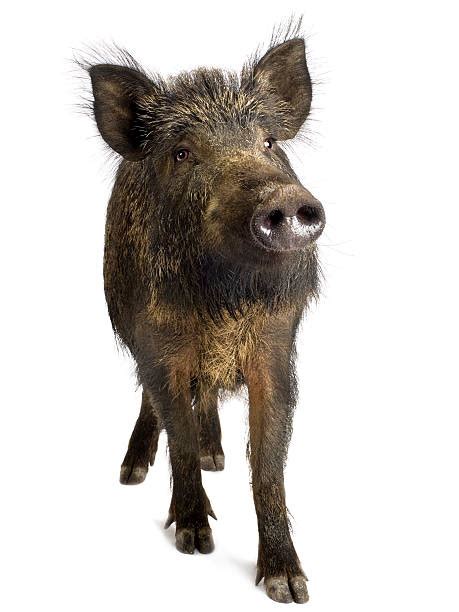 Pig Hooves Stock Photos, Pictures & Royalty-Free Images - iStock