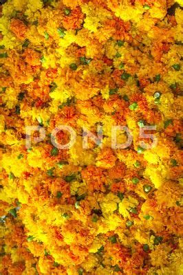 Marigold background Stock Photos #AD ,#background#Marigold#Photos#Stock ...