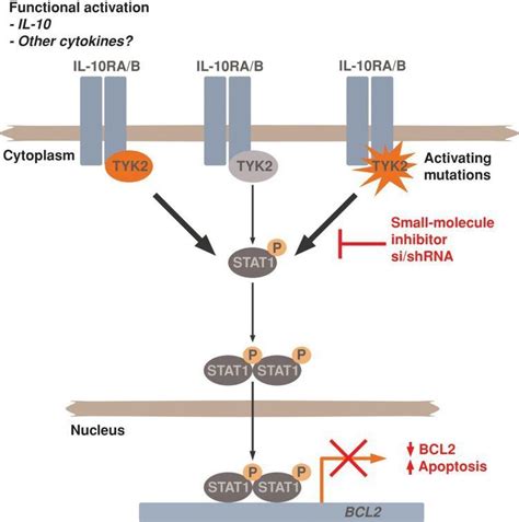 Tyrosine kinase 2 - Alchetron, The Free Social Encyclopedia