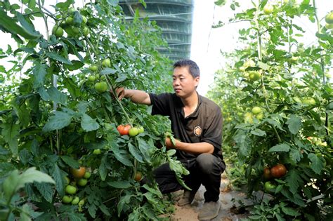 白驼镇：发展村级集体经济 打造强村富民“新引擎”图 天水在线