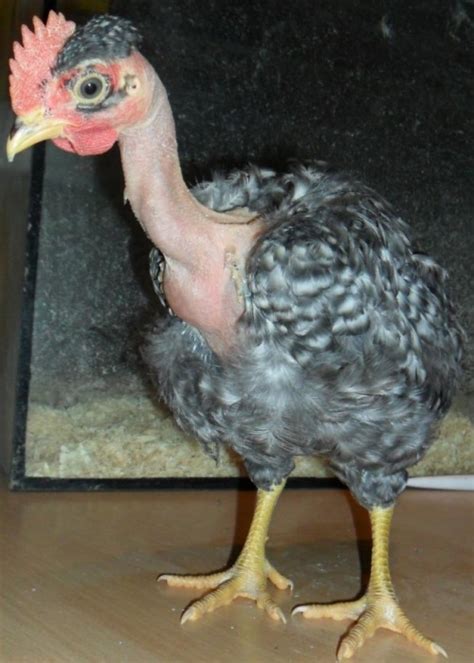 Breed Savers Naked Necks Chickens That Look Like Turkeys