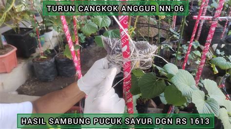 TURUN CANGKOK ANGGUR NN 06 HASIL SAMBUNG PUCUK SAYUR DGN RS 1613 YouTube