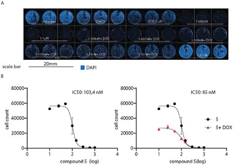 Administration Of Compound 5 Decreases A375 Melanoma Cells Viability Download Scientific