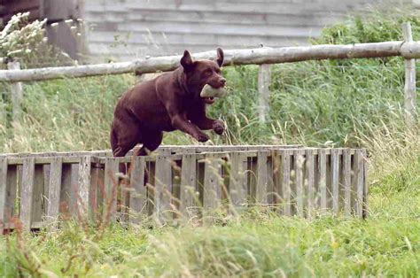 ‘Are all Chocolate Labradors untrainable?’ | Wylanbriar Labradors