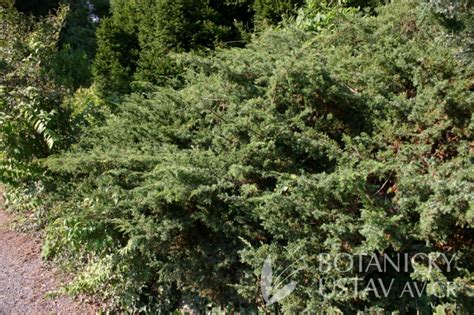 Juniperus communis Repanda jalovec obecný