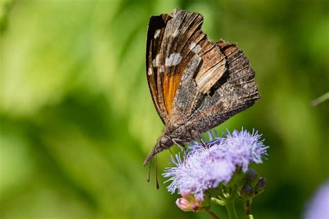 What is an American Snout Butterfly (Libytheana carinenta) | Southwest Explorers