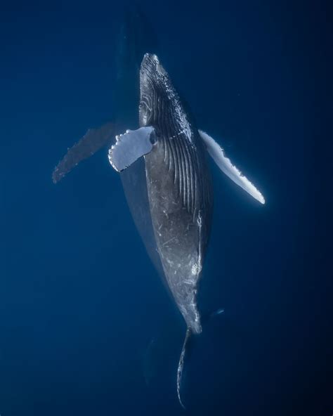 A Humpback Whale Swims In The Blue Water