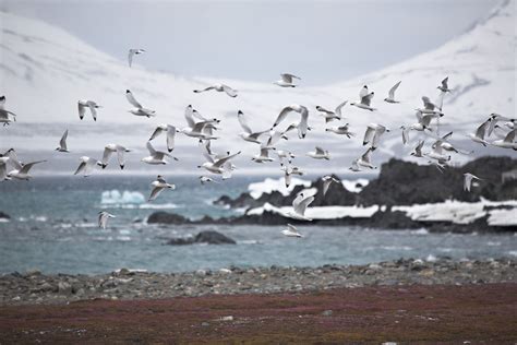 arctic tern migrate