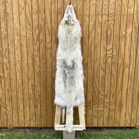 Timber Wolf Furs — Claw Antler And Hide Co