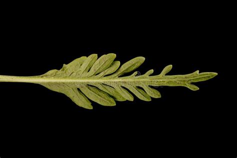 Horseradish (Armoracia Rusticana). Cauline Leaf Closeup Stock Image - Image of leaves, flowers ...