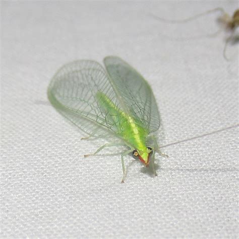 Red Lipped Green Lacewing From Salton Dr Austin Travis Co Tx On