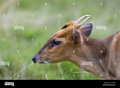 Muntjac Deer Muntiacus Reevesi Male Uk Stock Photo Alamy