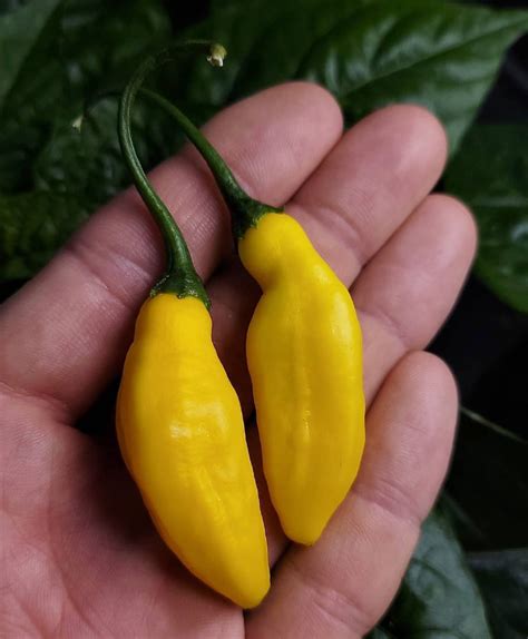 Blended Lemon Hot Pepper Gaia Organics