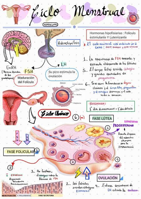 Ciclo Menstrual y Ovárico Dyana uDocz