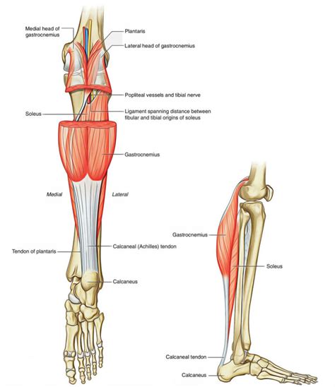 Leg Muscles Anatomy Earth S Lab