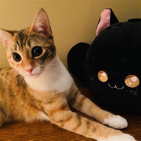 Pixie 🧚‍♀️ has Disney/Anime eyes😻 : r/DisneyEyes