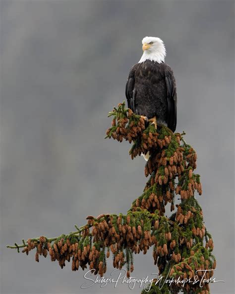 Bald Eagle Perched on Tree - Shetzers Photography