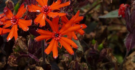 Lychnis Arkwrightii Vesuvius Koekoeksbloem Bloemenpark Appeltern