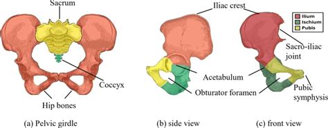 Parts Of The Pelvic Girdle