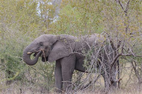 Los Elefantes Africanos Son Un Género Que Comprende Dos Especies De Elefantes Vivos El Elefante