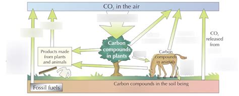 Carbon Cycle Diagram Quizlet