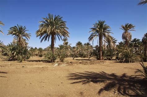 Fields In The Small Village On Nile River Sudan Africa Stock Photo