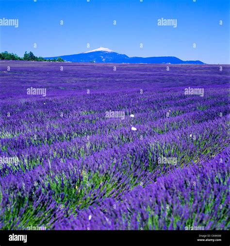 Champ De Lavande En Fleurs De Montagne Et Le Mont Ventoux Vaucluse