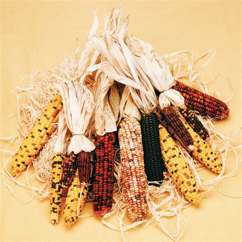 Decorative Indian Corn On Light Tan Background Prepared Food Photos Inc