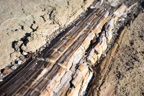 Five New Fossil Forests Discovered in Antarctica, Give Clues on Permian
