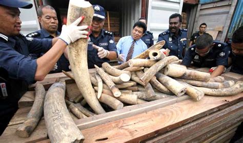 Ivory smugglers using Spain - Olive Press News Spain