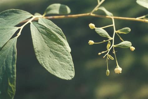 Blue Huckleberry Gaylussacia Frondosa From New England Wild Flower Society