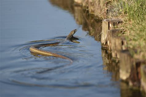 Louisiana Pine Snake Protected Under Endangered Species Act