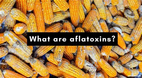 Aflatoxin