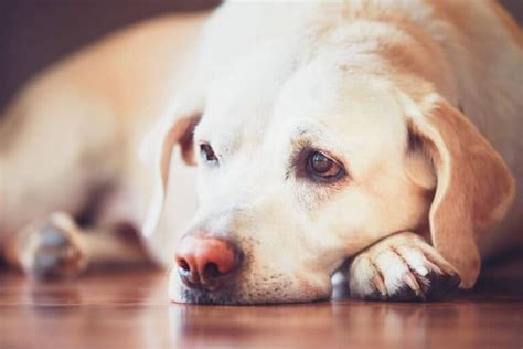 Sangue Nas Fezes Do Cachorro O Que Pode Ser