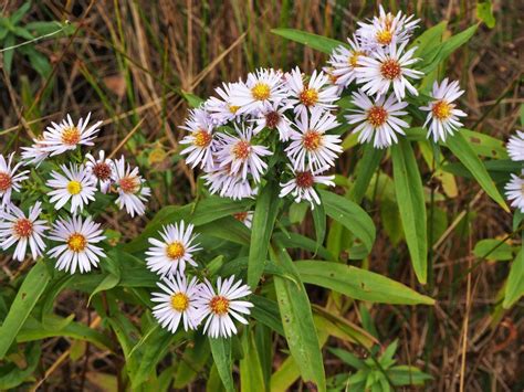 Photos by AngieC: Asters growing wild at Fairburn Ings Nature...