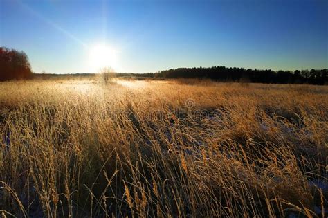 Morning Sunrise Above a Field with High Grass, Which Covered the Frosty Frost Stock Photo ...