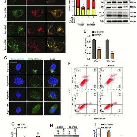 Dek Promotes Autophagy And Inhibits Apoptosis In Gc Through Ampk Mtor