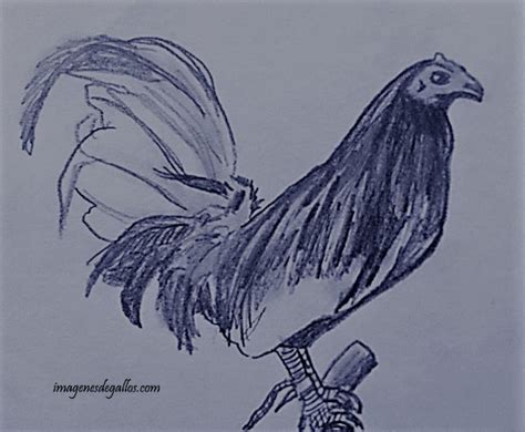 dibujos de gallos de pelea a lapiz | imagenes de gallos