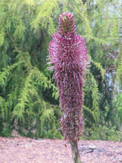 Agave Celsii Ventnor Botanical Gardens On The Isle Of Wigh Leonora