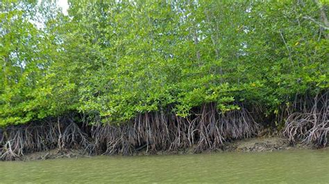 कुतूहल खारफुटीचे संवर्धन आणि संरक्षण Kutuhal Conservation And