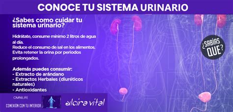 Conoce Tu Sistema Urinario Alcira Vital