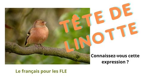 Tête de linotte ou tête en l air Quelques expressions pour améliorer