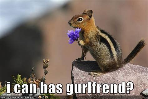 Funny Chipmunk pictures |Funny Animal