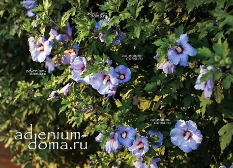 Hibiscus SYRIACUS 'BLUE SATIN' (Гибискус): купить 2 семени c доставкой ...