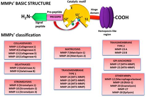 Frontiers Nanotechnology And Matrix Metalloproteinases In Cancer Diagnosis And Treatment