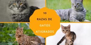 Razas De Gatos Naranjas Descubre Las Fascinantes Razas Felinas De