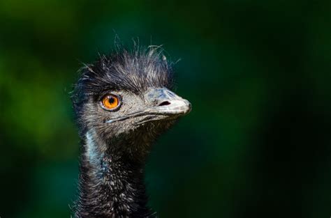 Kostenlose foto Natur Bokeh Tier Tierwelt Zoo Orange Porträt