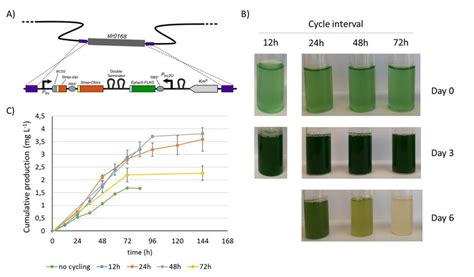 Integration of isoprene expression construct into the Synechocystis... | Download Scientific Diagram