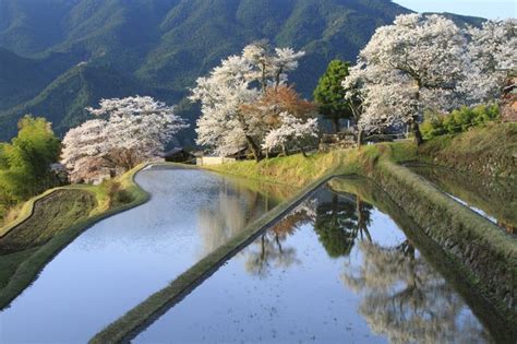 今年の桜に逢いに行こう！東海地方のおすすめスポット＜桜の名所特集2018｜東日本＞季節・暮らしの話題 2018年03月23日 日本気象