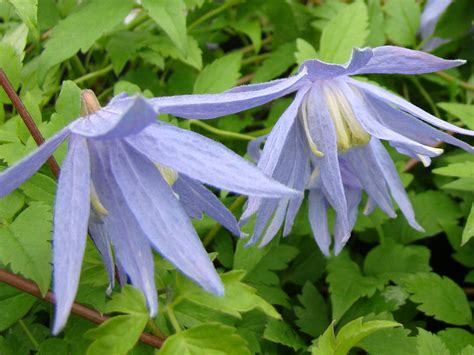 Clematis Blue Bird Brushwood Nursery Clematis Specialists